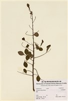 藏品(細葉饅頭果)的圖片